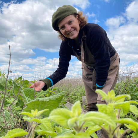 Permapolis - Cultiver des tisanes en permaculture sur les toits