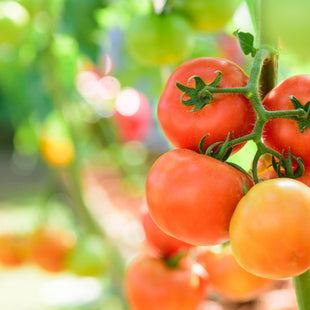 Légume de saison – la tomate : bienfaits et recette