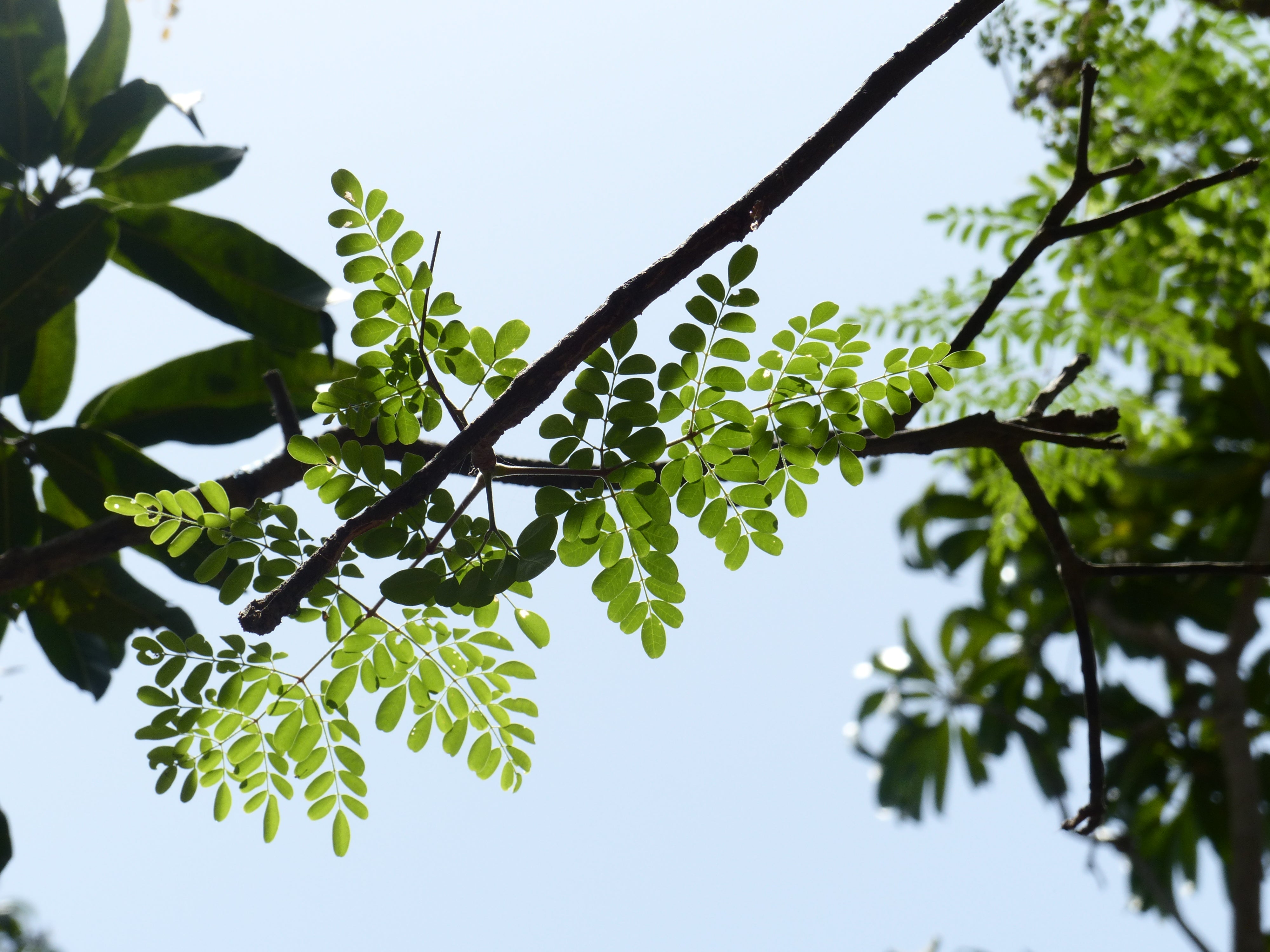 Bienfaits Et Dangers Du Moringa, L'arbre De Vie - Panda Tea